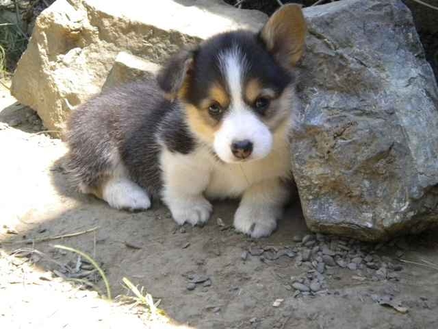 Beautiful Xmas pembroke puppies for sale 