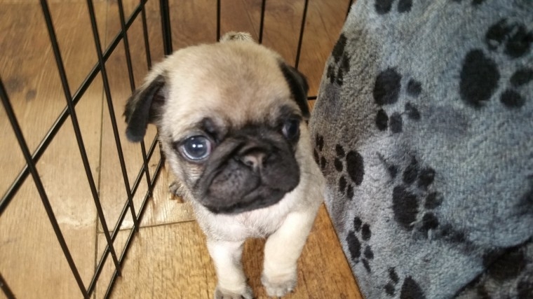 *** Gorgeous Little Kc Registered Pug puppies ***