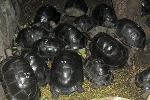tortoise shop• tortoise breeder• Tortoise farm• al
