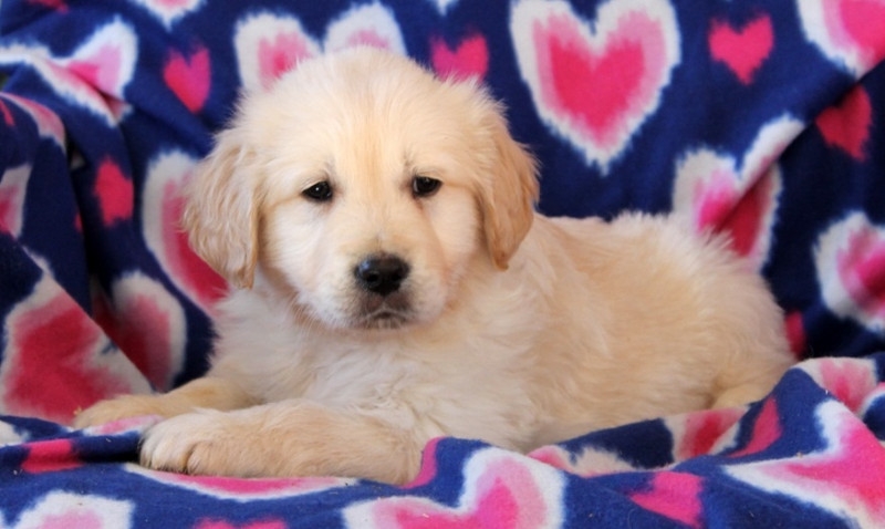 Male and Female Golden Retriever Pups.