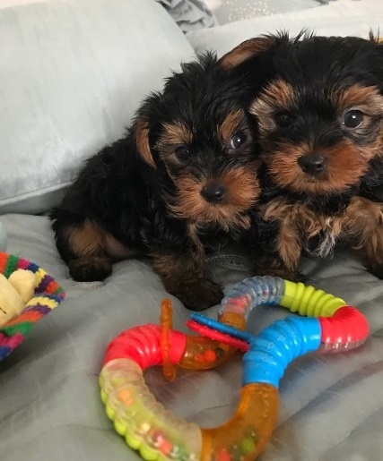 AKC Cute Yorkie Puppies Ready Text @(248) 282-3133