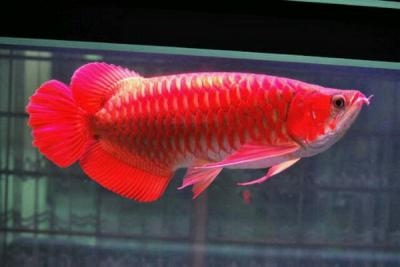 Top quality Grade AAA Arowana fishes