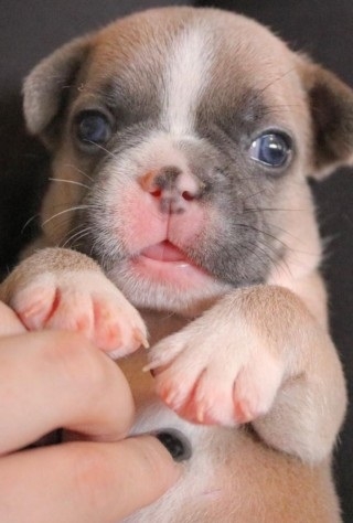  French Bulldog puppy