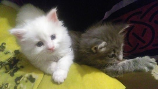 2 gorgeous maine coon kittens