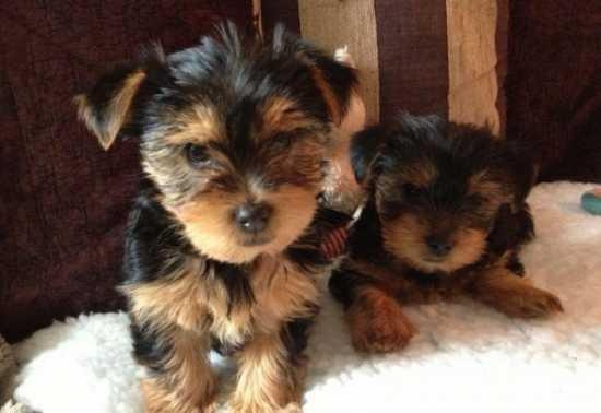 Akc Yorkie Puppies For Sale