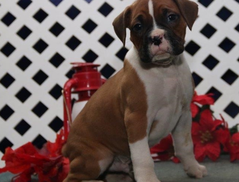 Christmas Male And Female Boxer Puppies For Sale .