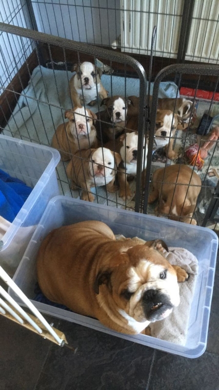 adorable english bulldog puppies for sale