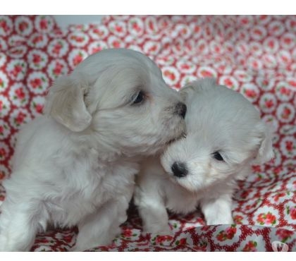 Two Teacup Maltese Puppies Needs a New Family