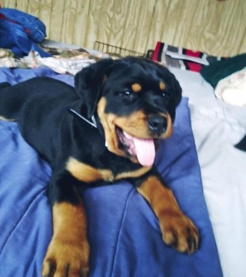 Rottweiler Puppy for Sale