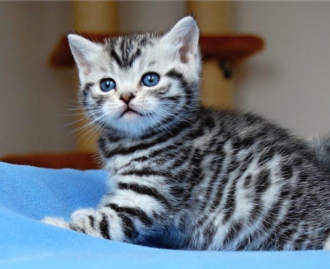 British Shorthair Kettins