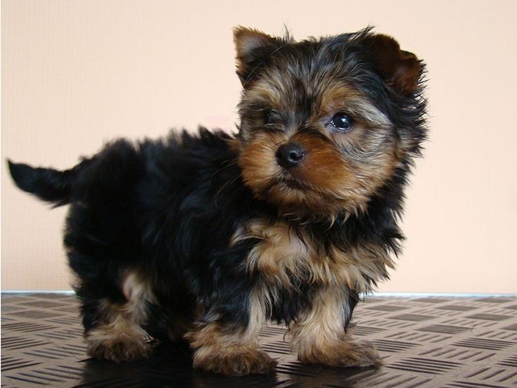 Outstanding teacup Yorkie puppies