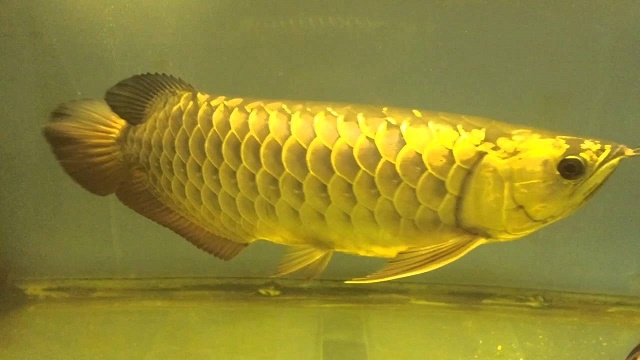 Quality Arowana Fish Available