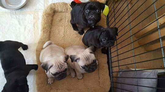 Adorable pug puppies for free adoption 