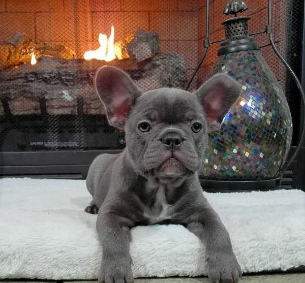 Blue French Bulldog Puppies Available