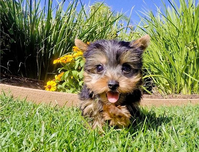 AKC Mini Healthy Yorkie Puppies