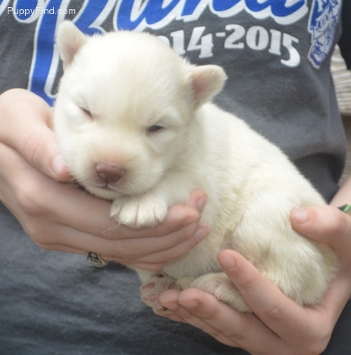 cute and playful husky puppies for adoption