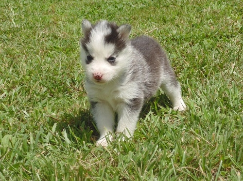 **Akc Cool home raised seberian husky puppies Avai