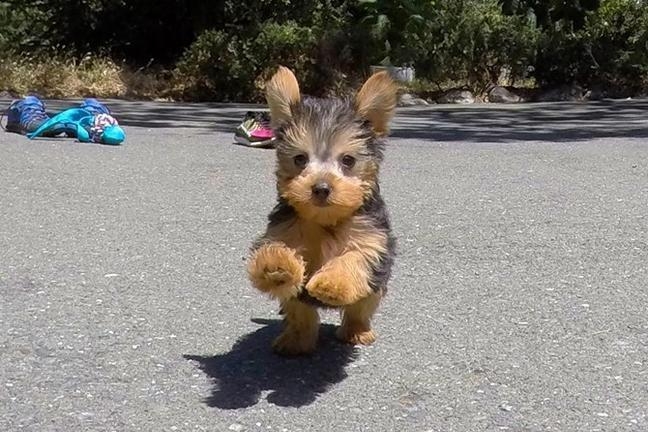 Super Cute Yorkshire Terrier Puppy 