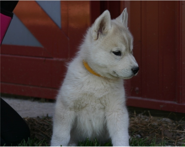 Siberian husky puppies for adoption-