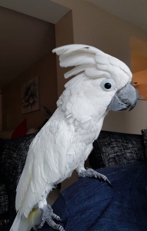 Umbrella Cockatoo