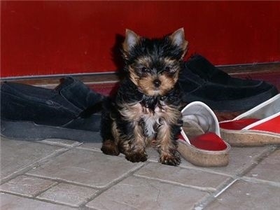 Cajon Yorkshire Terrier Pups For Sale 