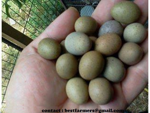 Fertile parrot eggs and weaned babies for sale