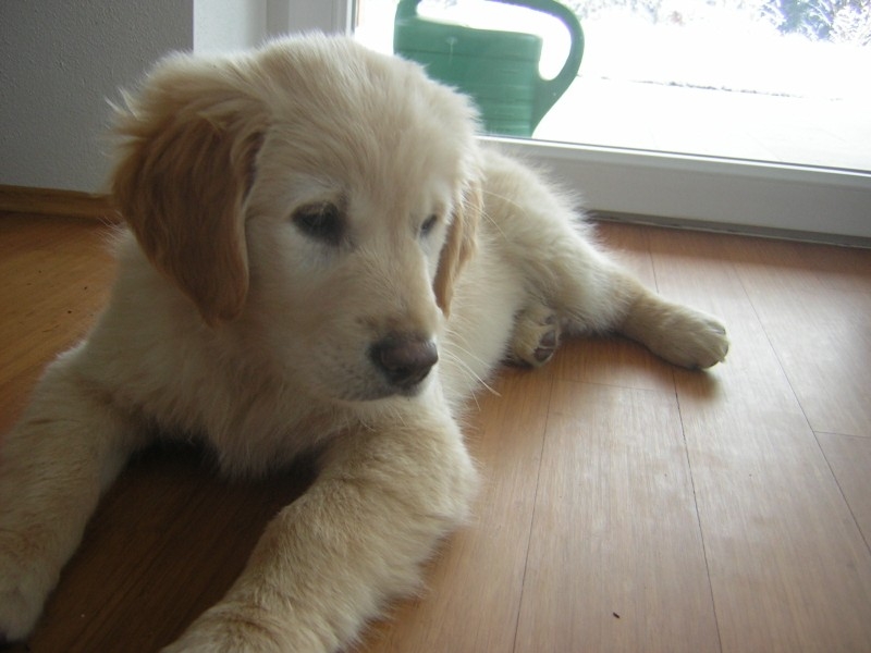 AKC Golden Retrievers Puppies For Sale