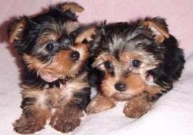 Male and Female Teacup yorkie Puppies Available (7