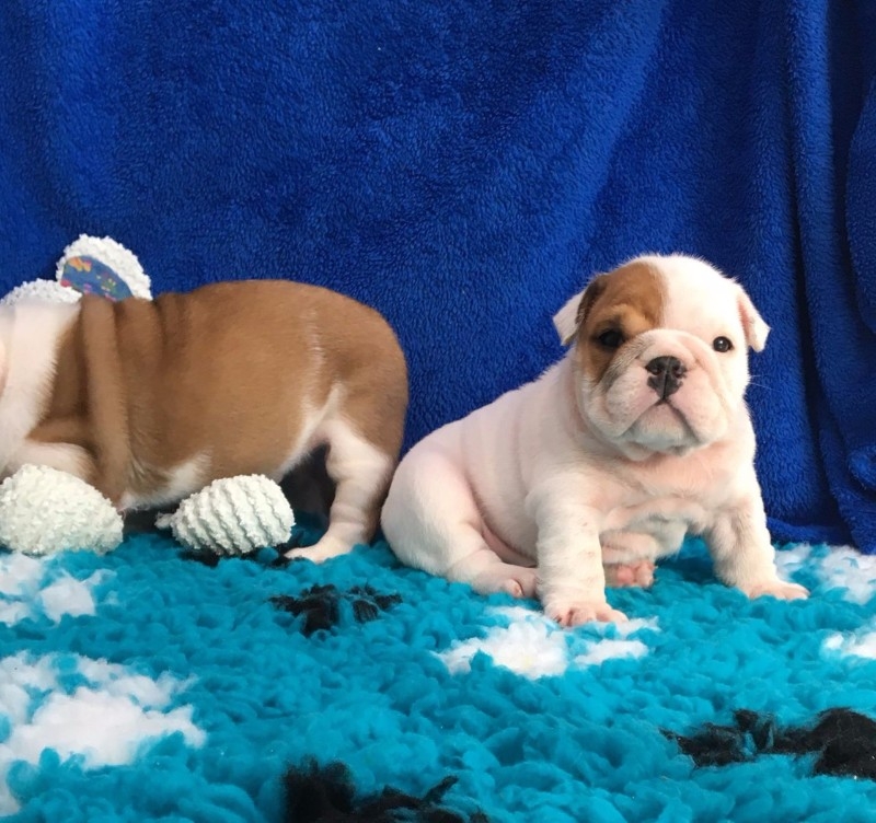 English Bulldog Puppies for adoption