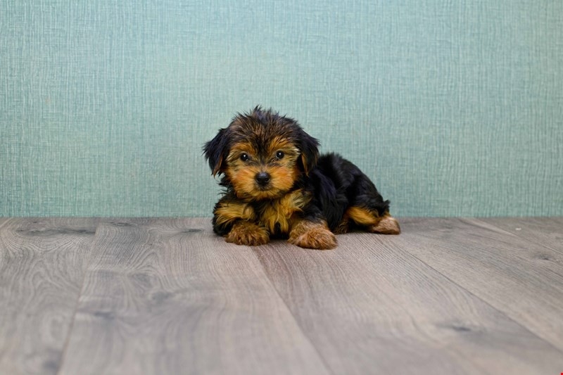 Adorable Yorkie Puppies For Adoption