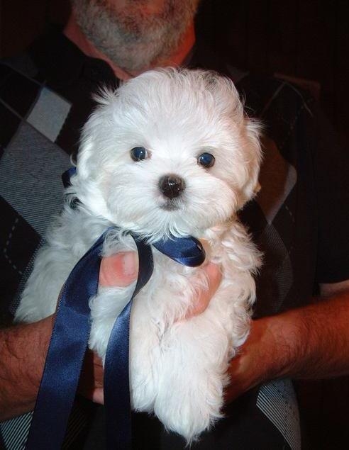 Maltese Pups for Sale