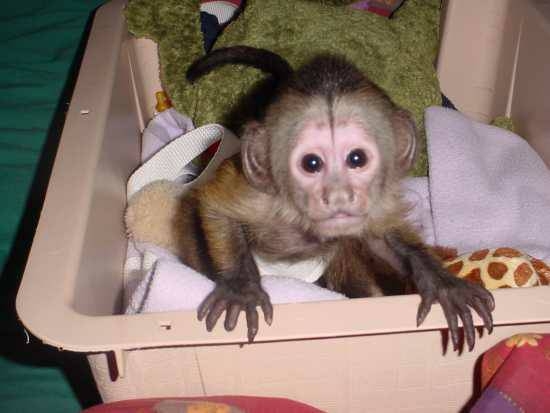 Cute capuchin monkeys available for Rehoming 