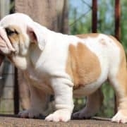 English Bulldog puppies for sale 