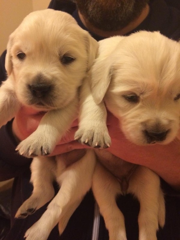 Golden retriever puppies