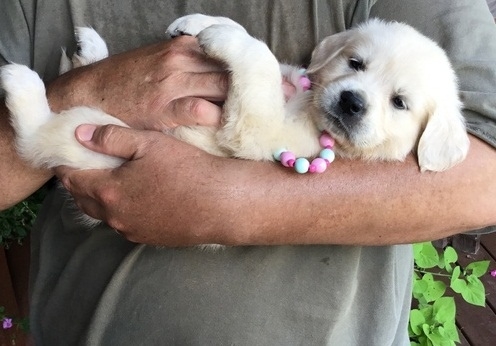 Golden Retriever puppies, 12 weeks old