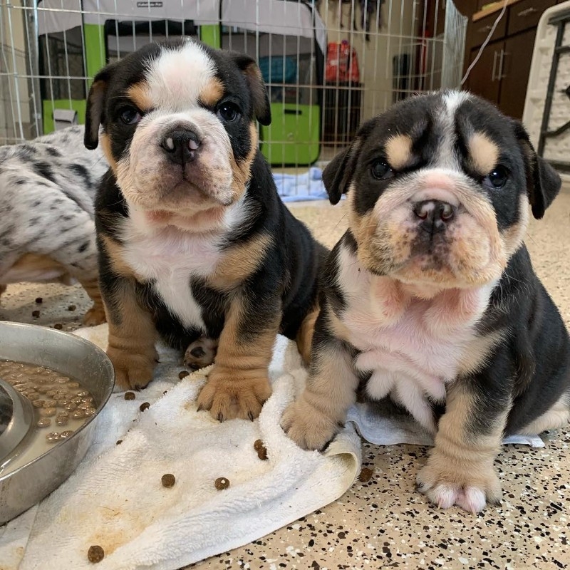 AKC ENGLISH BULLDOG FOR REHOMING