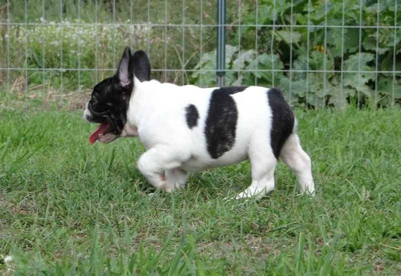 French bull dog