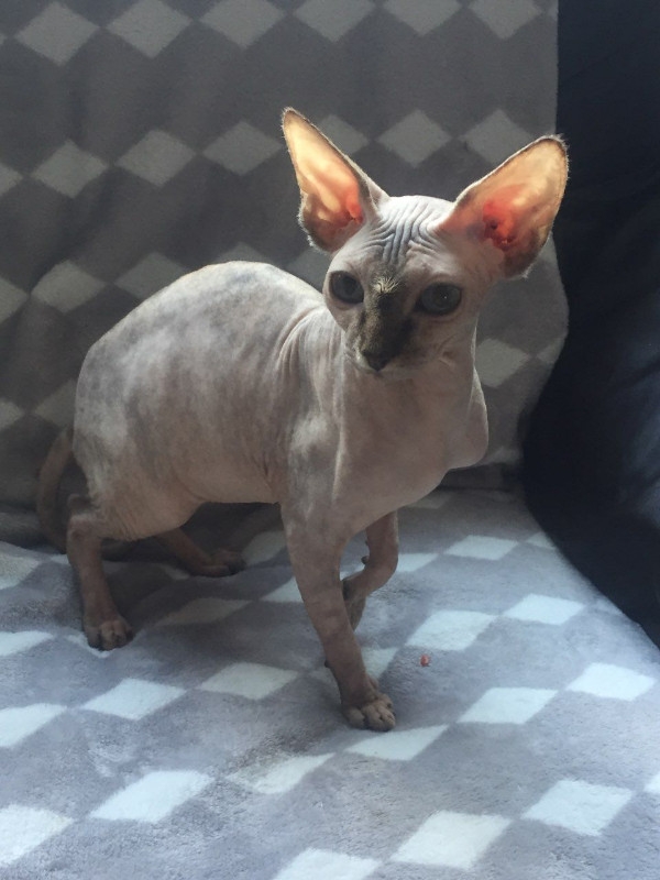 Female Sphynx Cat For Sale