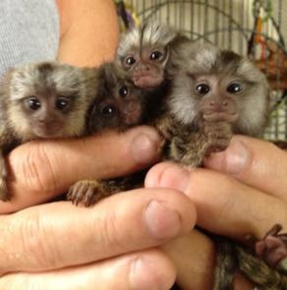 Marmosets Monkeys Available Now