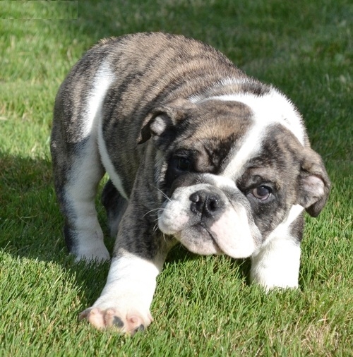 WRINKLED ENGLISH BULLDOG PUPPIES READY FOR SALE