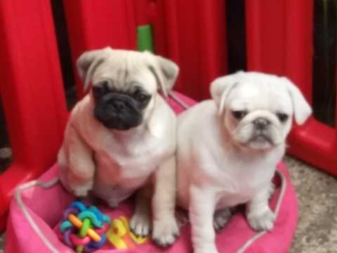 Pug puppies needs a loving home