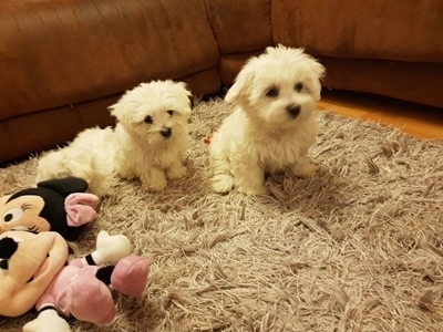 Pure White Maltese Ready for New Home