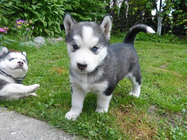 GDREF Siberian Husky Puppy