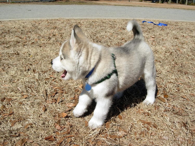Healthy male and female Siberian Husky Puppies