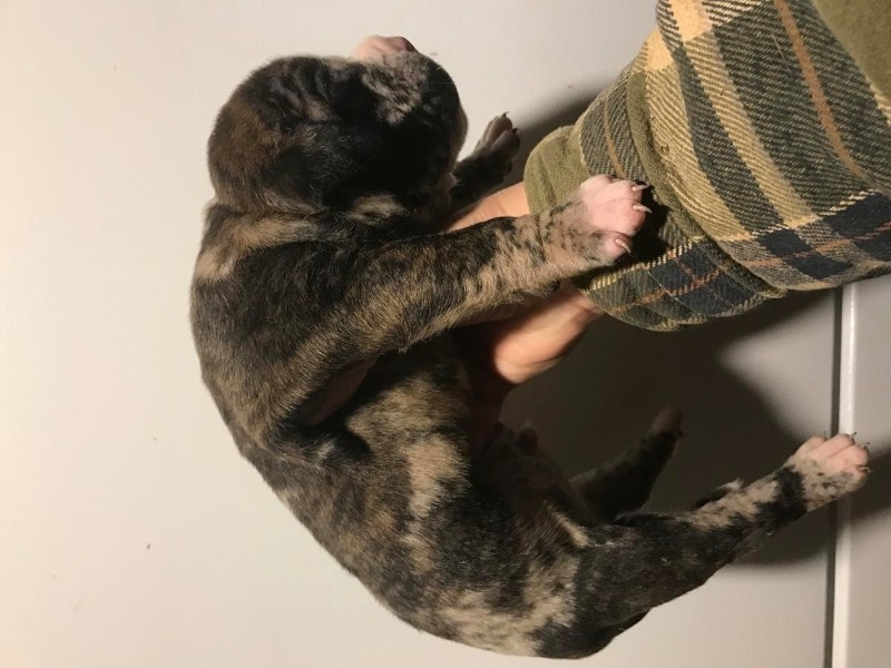 Alapaha blue blood Bulldog puppy for Adoption FREE