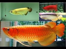 Arowana fishes of all kinds