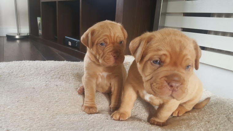 AKc Dogue De Bordeaux Pups For Sale