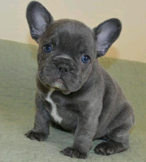 blue french bulldog puppies males and females