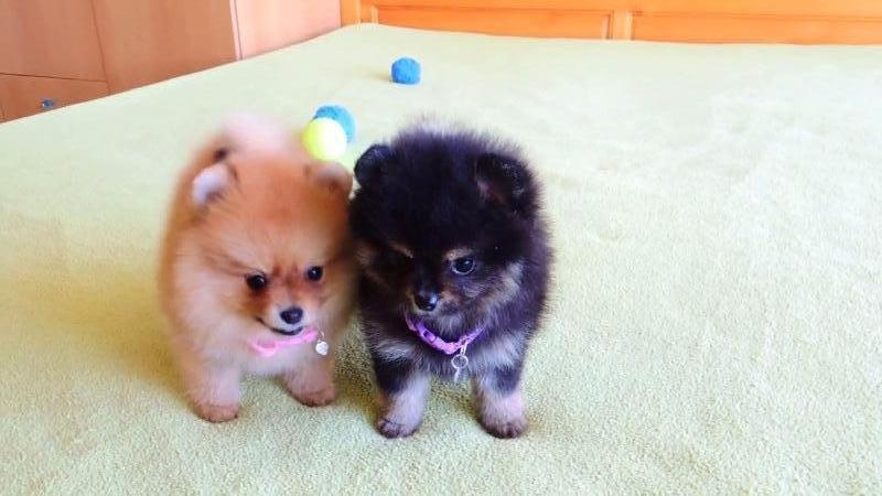  POMERANIAN PUPPIES FOR SALE