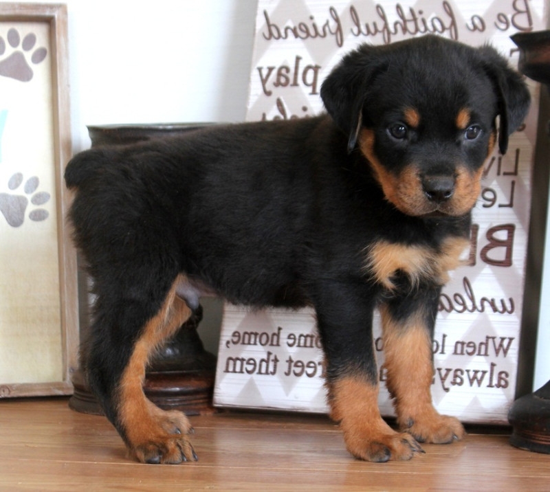 Pedigree Rottweiler Puppies For Sale